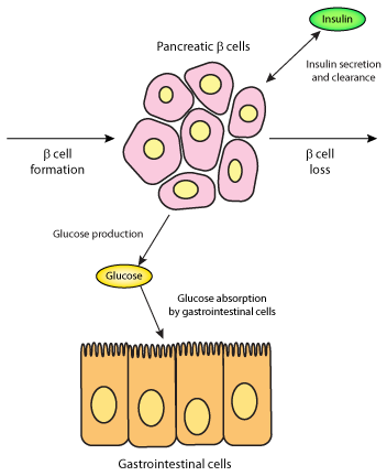 Beta Cells